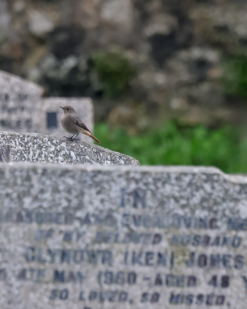 Black redstart